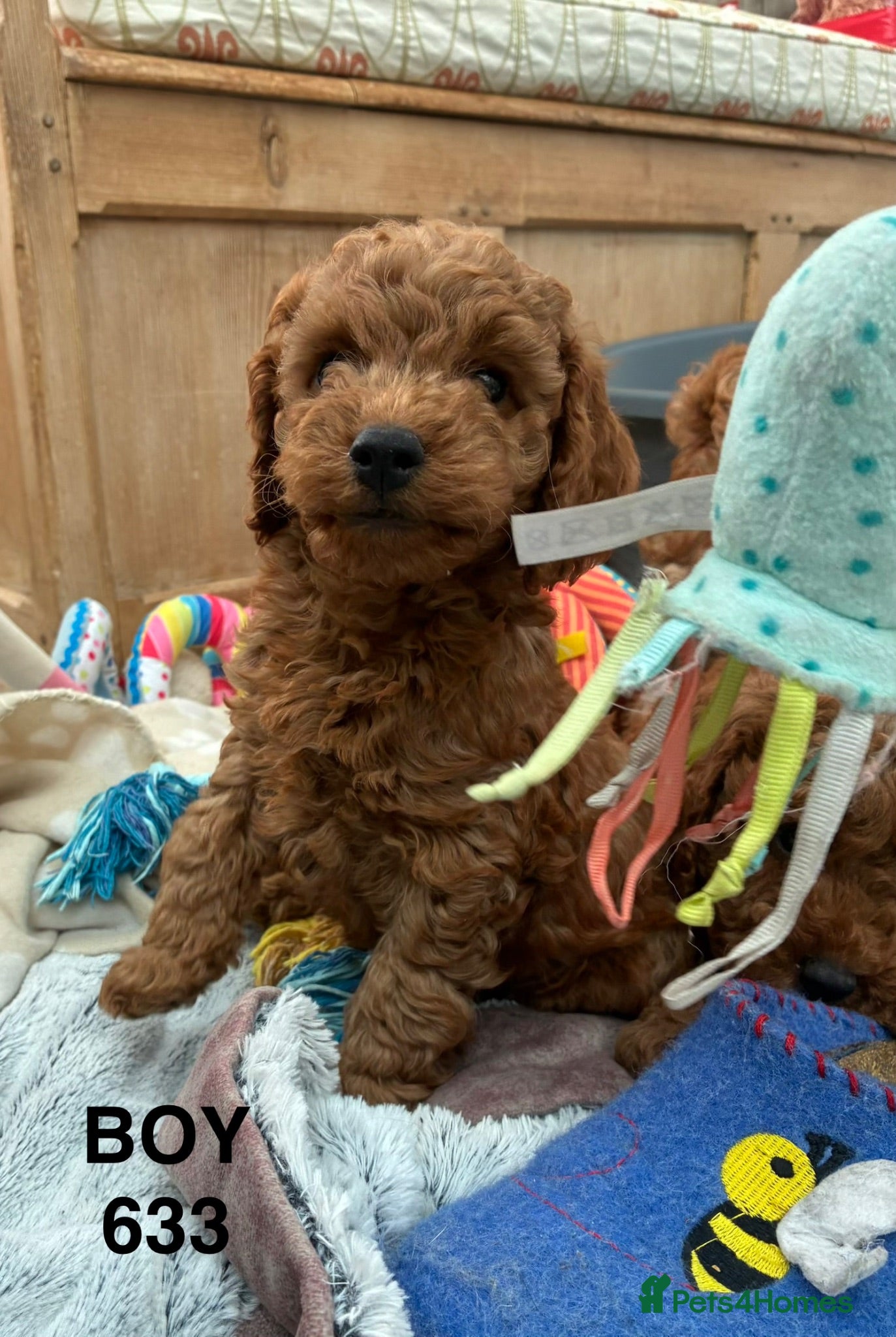 Cockapoo dogs F1b Cockapoo Puppies Available  - Advert 2