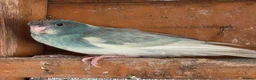 Mixed Breed birds for sale: Kakarikis, Cockatiel and bengalize finches  - Advert 3