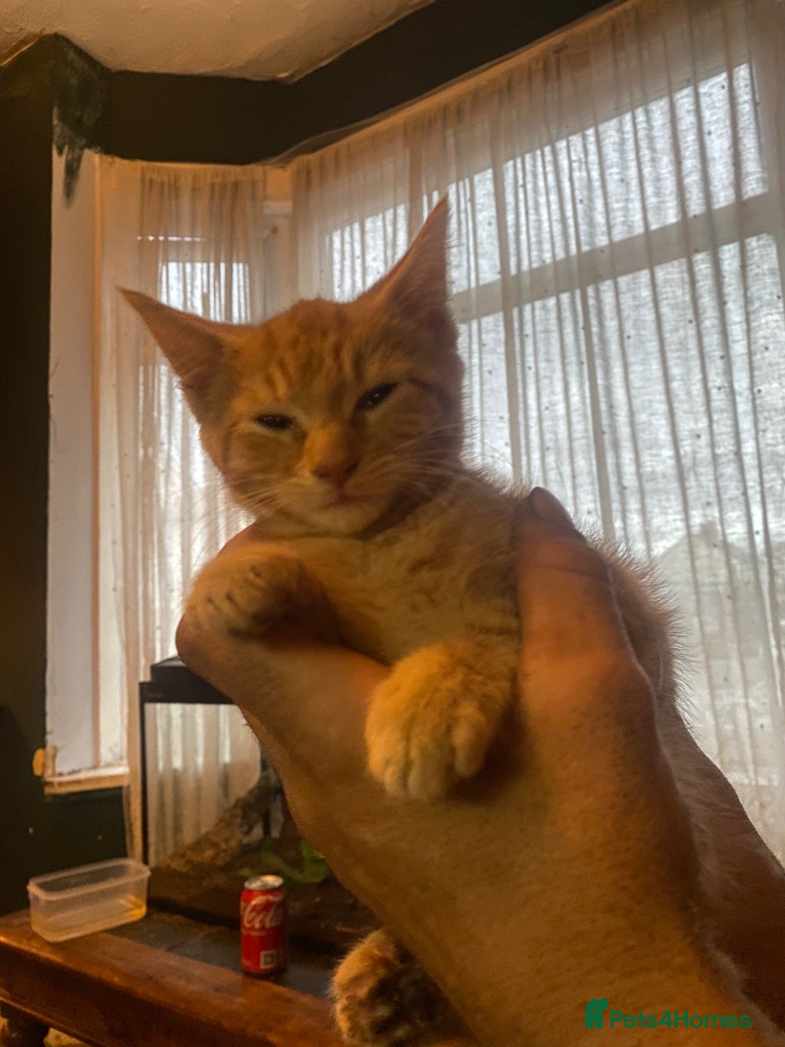 Domestic Shorthair cats Kittens for sale - Advert 10