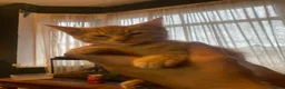 Domestic Shorthair cats for sale: Kittens for sale - Advert 1