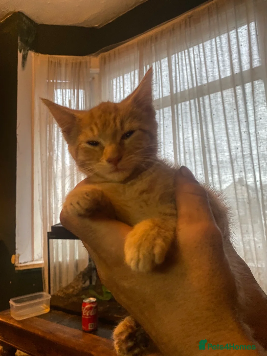 Domestic Shorthair cats for sale: Kittens for sale - Advert 1