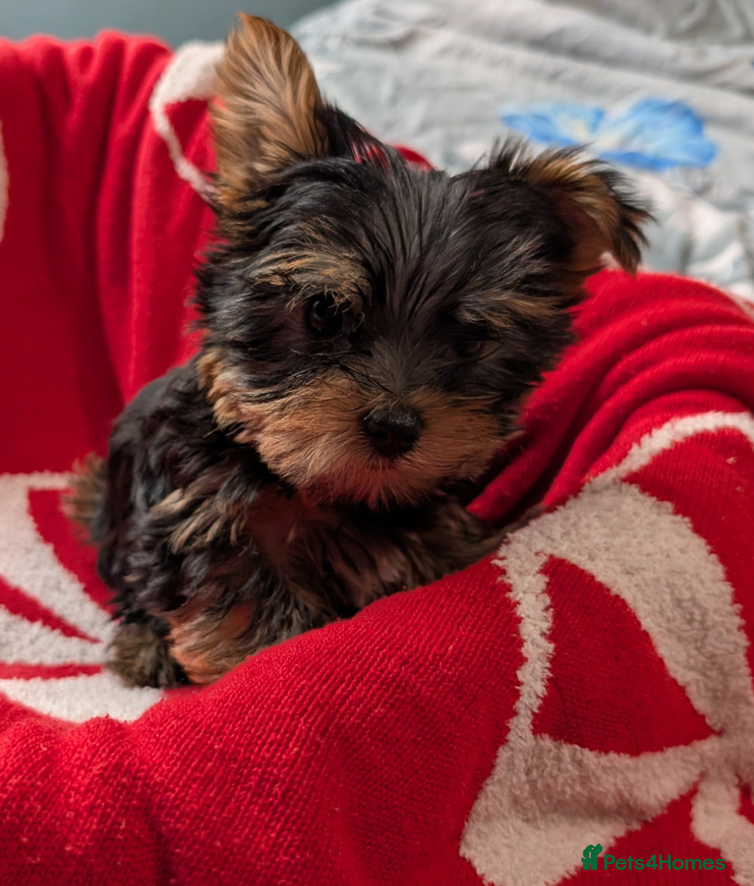 Yorkshire Terrier dogs Beautiful Yorkshire Terrier Puppies - Advert 3