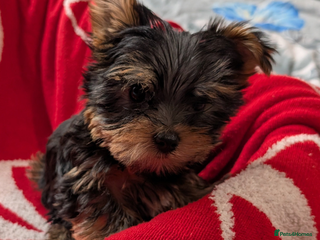 Yorkshire Terrier dogs Beautiful Yorkshire Terrier Puppies - Advert 3