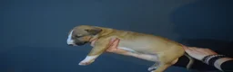 Bull Terrier dogs for sale: Quality Bull Terrier Puppies - Advert 11