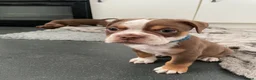 Old Tyme Bulldog dogs for sale: 8 OLD TYME BULLDOGS FOR SALE in London - Advert 35
