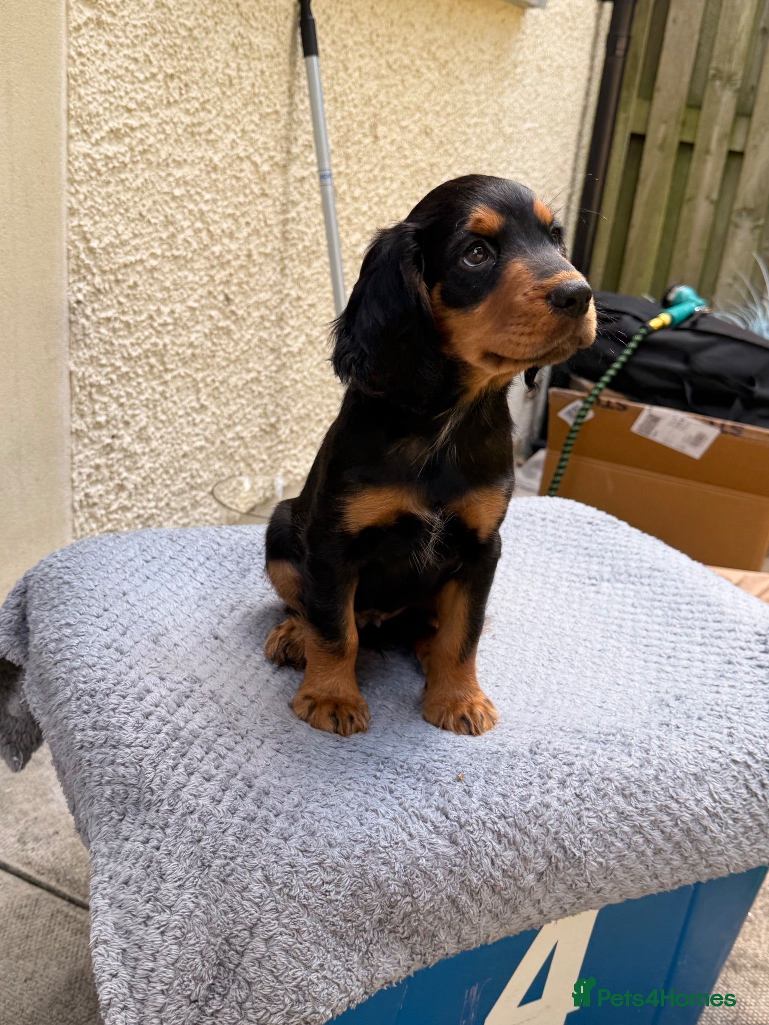 Cocker Spaniel dogs Fantastic Litter of Working Cocker Spaniels  - Advert 2