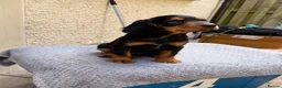 Cocker Spaniel dogs for sale: Fantastic Litter of Working Cocker Spaniels  - Advert 2