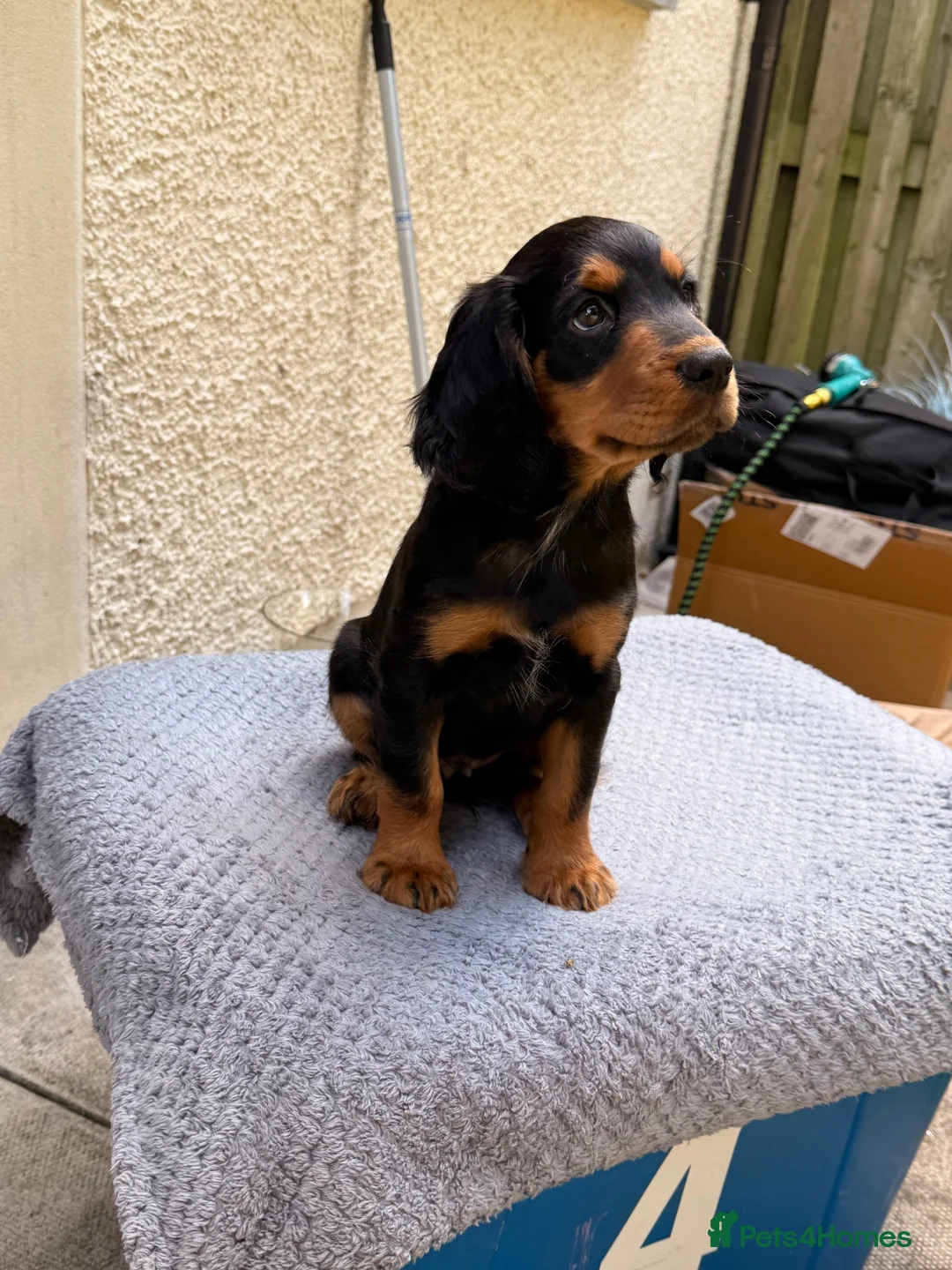 Cocker Spaniel dogs for sale: Fantastic Litter of Working Cocker Spaniels  - Advert 2