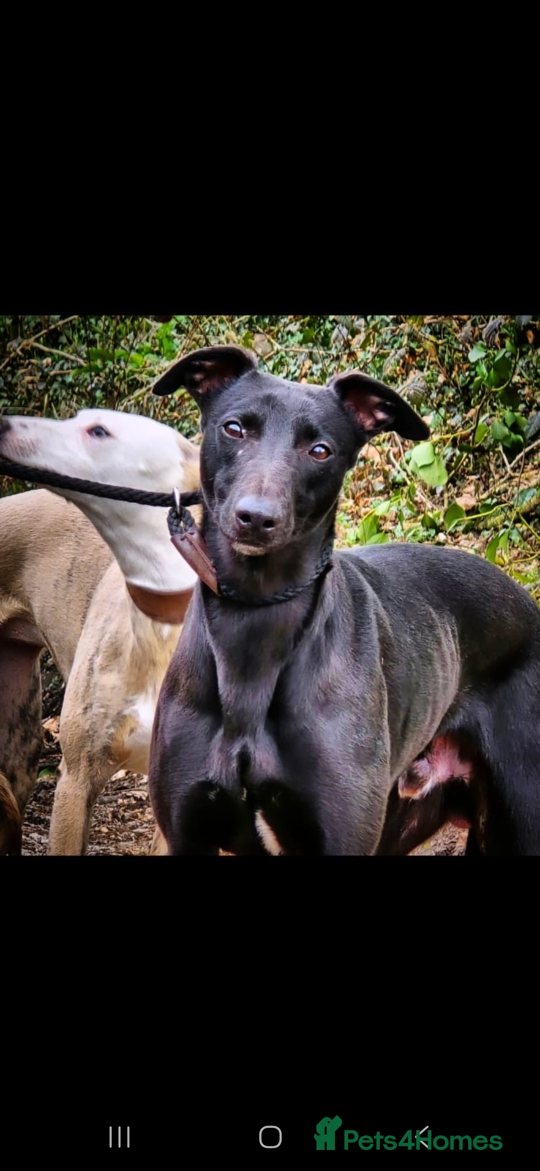 Whippet dogs for stud: Kc whippet stud - Advert 2