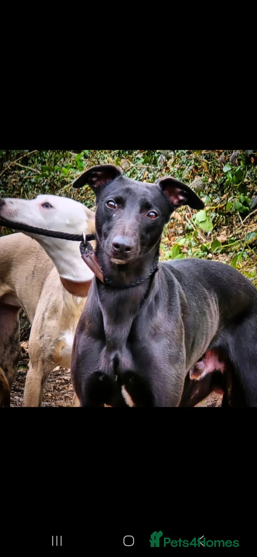 Whippet dogs for stud: Kc whippet stud - Advert 2