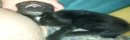 Mixed Breed cats for sale: Gingal Tuxedo black female left - Advert 6