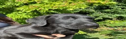 Labrador Retriever dogs for sale: Wonderful Labrador Pups  - Advert 5