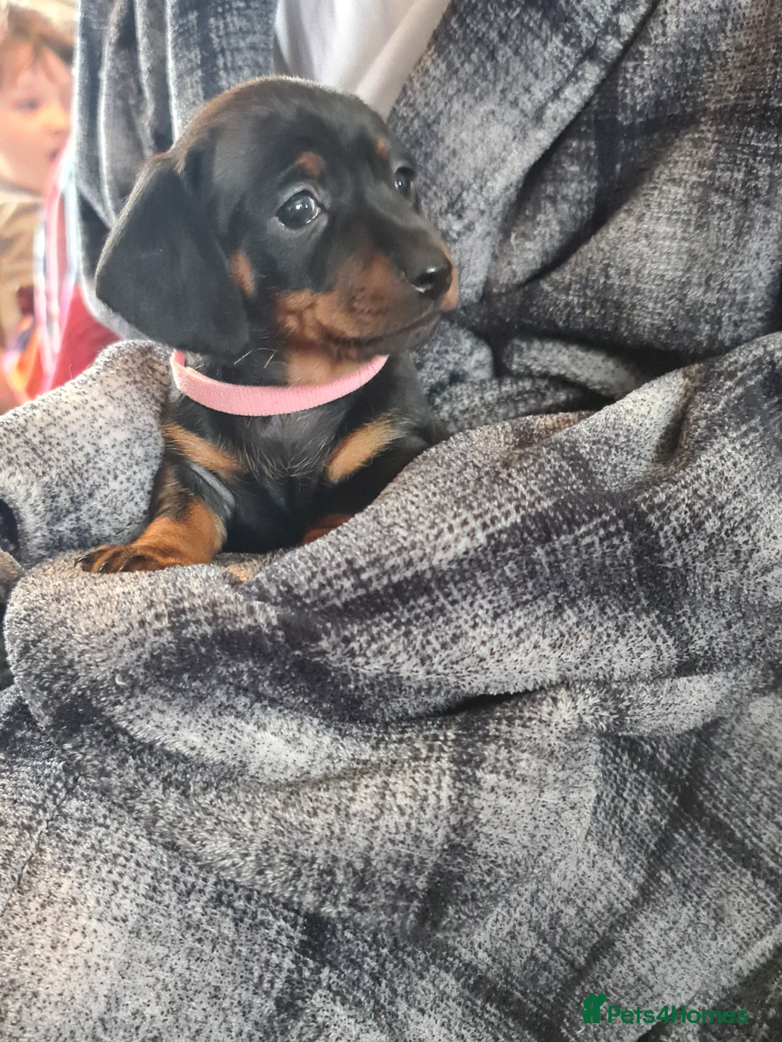 Miniature Dachshund dogs KC Registered Miniature Dachshund Puppies - Advert 2