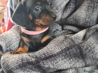 Miniature Dachshund dogs KC Registered Miniature Dachshund Puppies - Advert 2