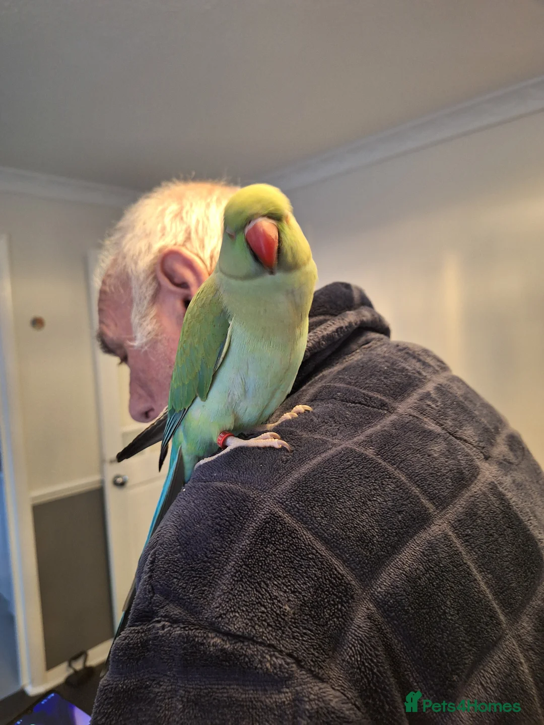 Ringnecks birds for sale: Indian ringneck - Advert 2