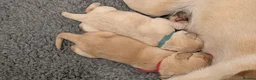 Mixed Breed dogs for sale: Beautiful Golden Labradoodle Doubledoodle Puppies in Nantwich - Advert 20