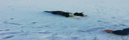 Border Collie dogs for sale: Murphy  in Swansea - Advert 3