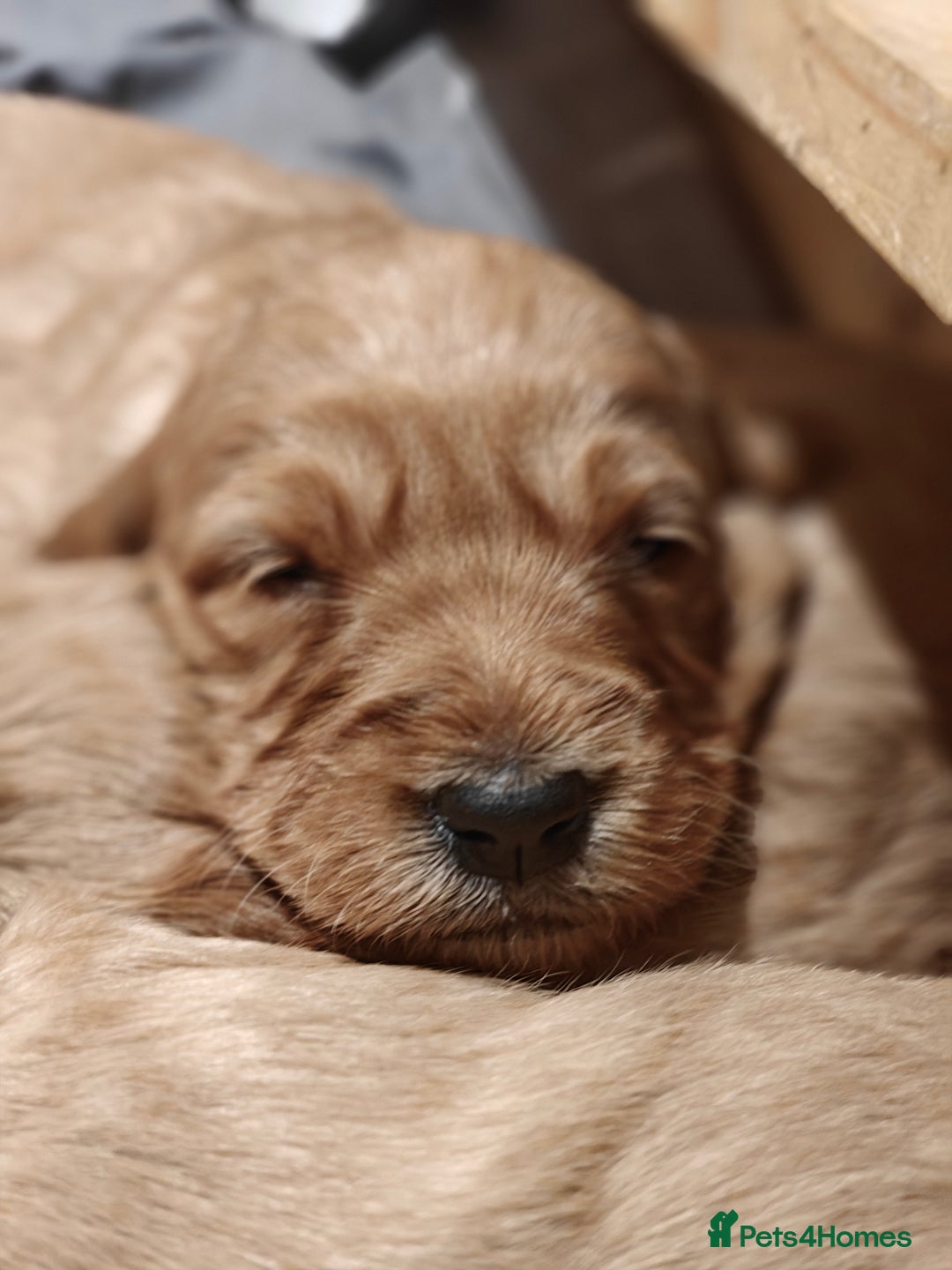 Mini Goldendoodle dogs for sale: Superb home-bred F1 Mini Goldendoodle GIRL - Advert 37