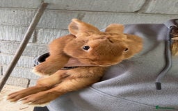 Mini Lop rabbits for sale: Male mini lop  - Image 9