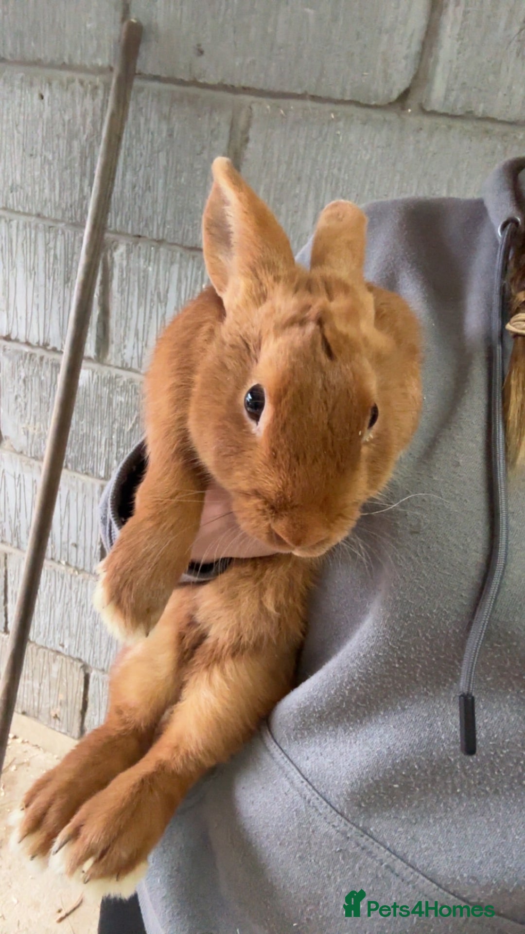Mini Lop rabbits for sale: Male mini lop  - Image 9
