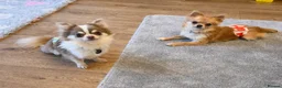 Chihuahua dogs for stud: Super Tiny lilac parti KC long coat Chihuahua STUD - Advert 11
