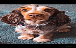 Cockapoo dogs for sale: Expecting Cockapoo puppies - Image 2