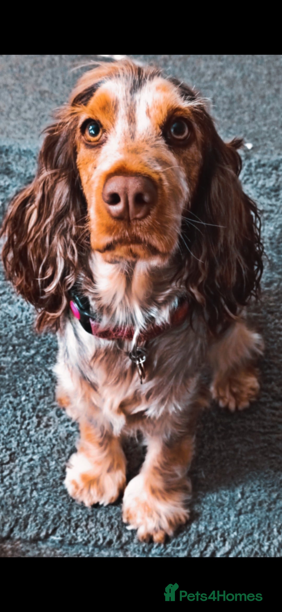 Cockapoo dogs for sale: Expecting Cockapoo puppies - Image 2
