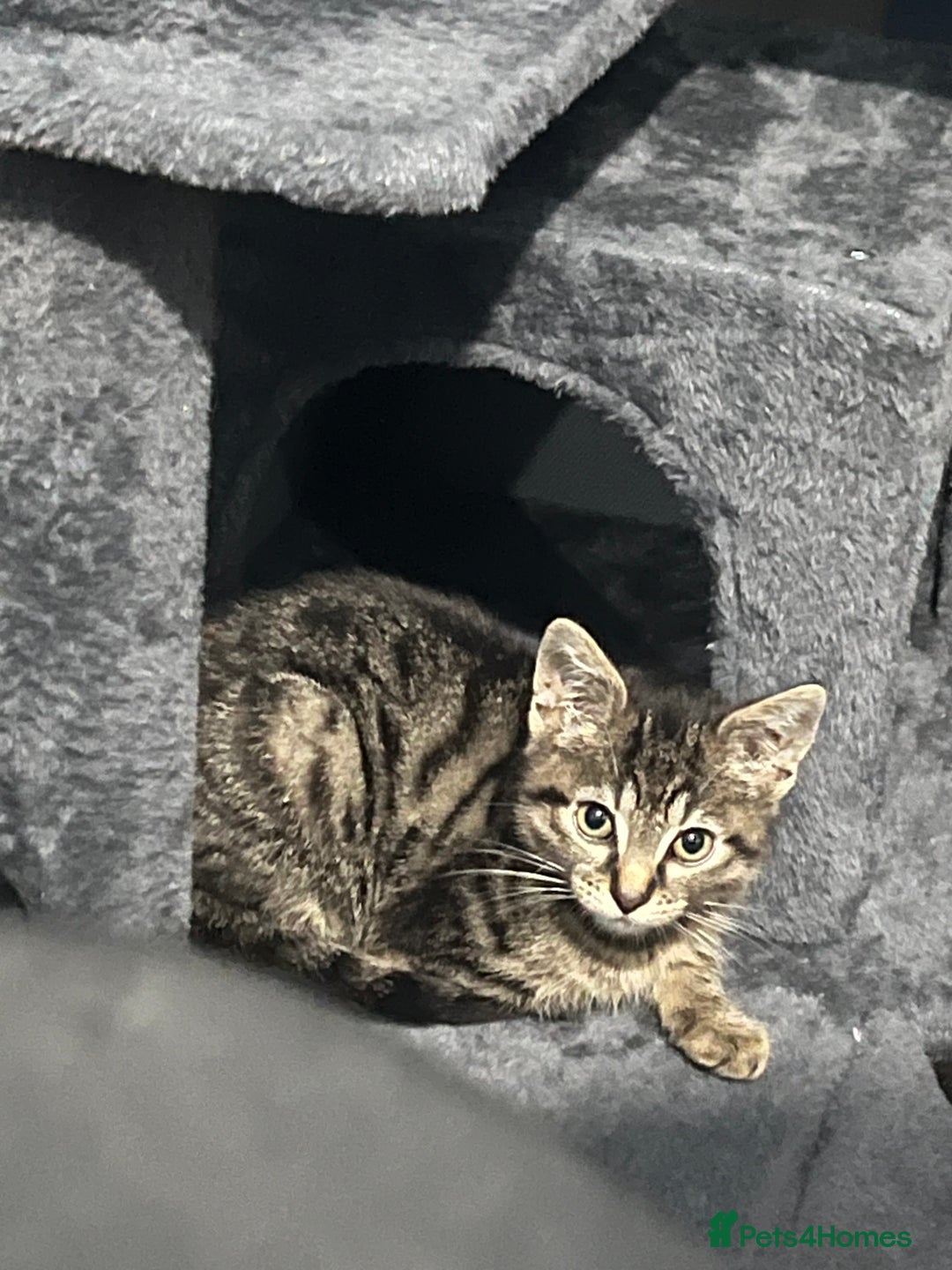 American Shorthair cats for sale: Adorable male tabby kitten for sale - Advert 3