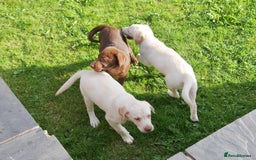 Labrador Retriever dogs for sale: Stunning KC Health Tested Labrador - Image 6