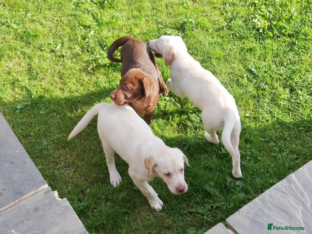 Labrador Retriever dogs for sale: Stunning KC Health Tested Labrador - Image 6