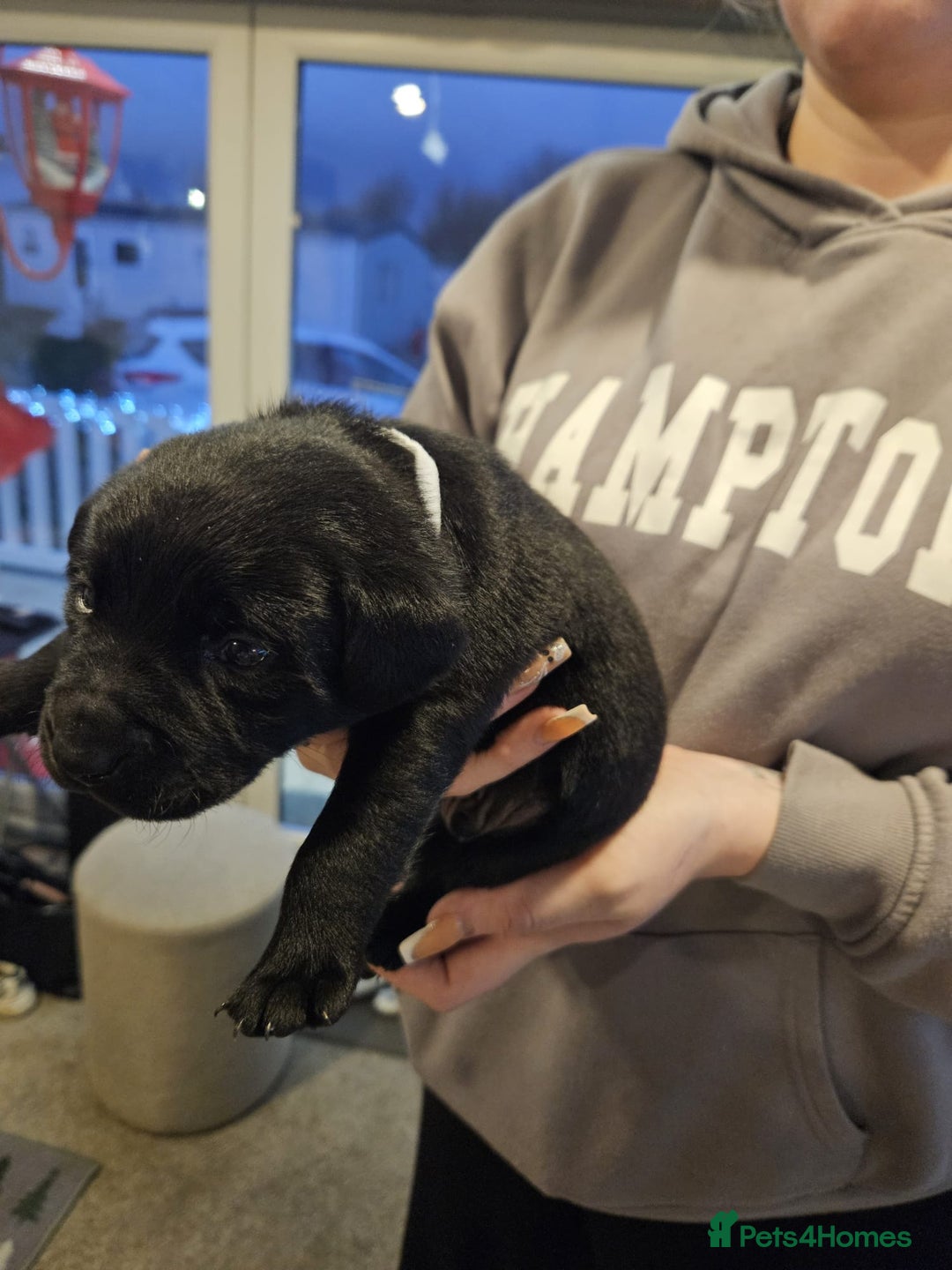 Labrador Retriever dogs for sale: Beautiful Labrador puppies for sale - Advert 3