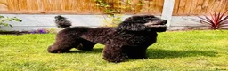 Miniature Poodle dogs for sale: KC registered 2 year old phantom poodle in Thetford - Advert 1