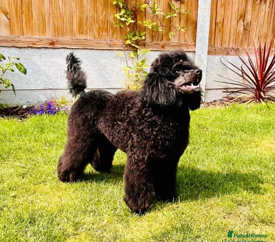 Miniature Poodle dogs for sale: KC registered 2 year old phantom poodle in Thetford - Advert 1