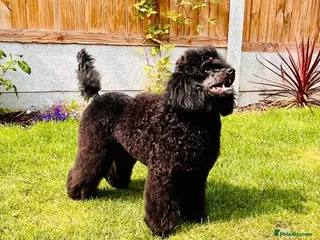 Miniature Poodle dogs KC registered 2 year old phantom poodle - Advert 1