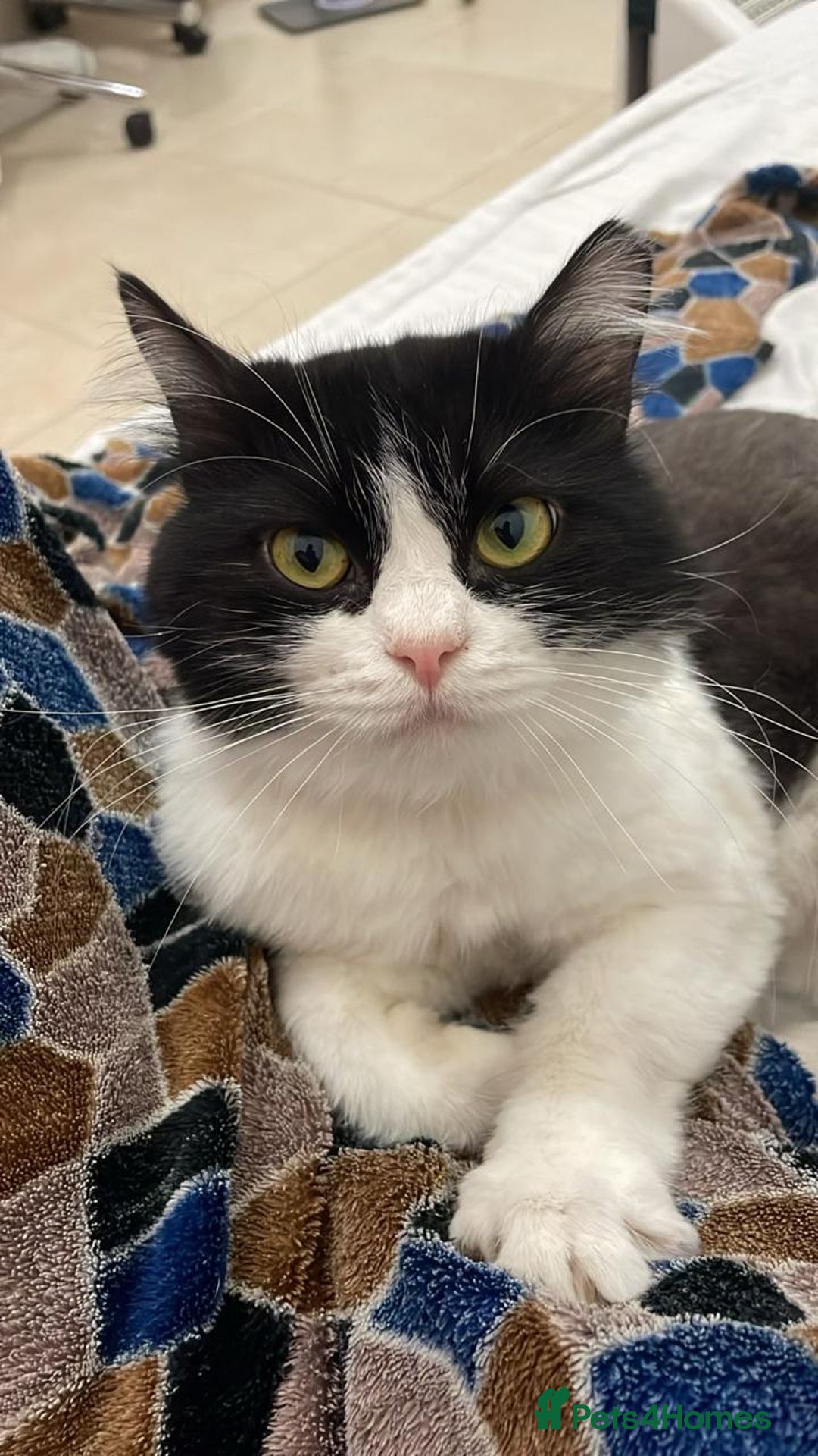 Mixed Breed cats for adoption: SUSHI - mix Persian girl fun affectionate spayed - Advert 9