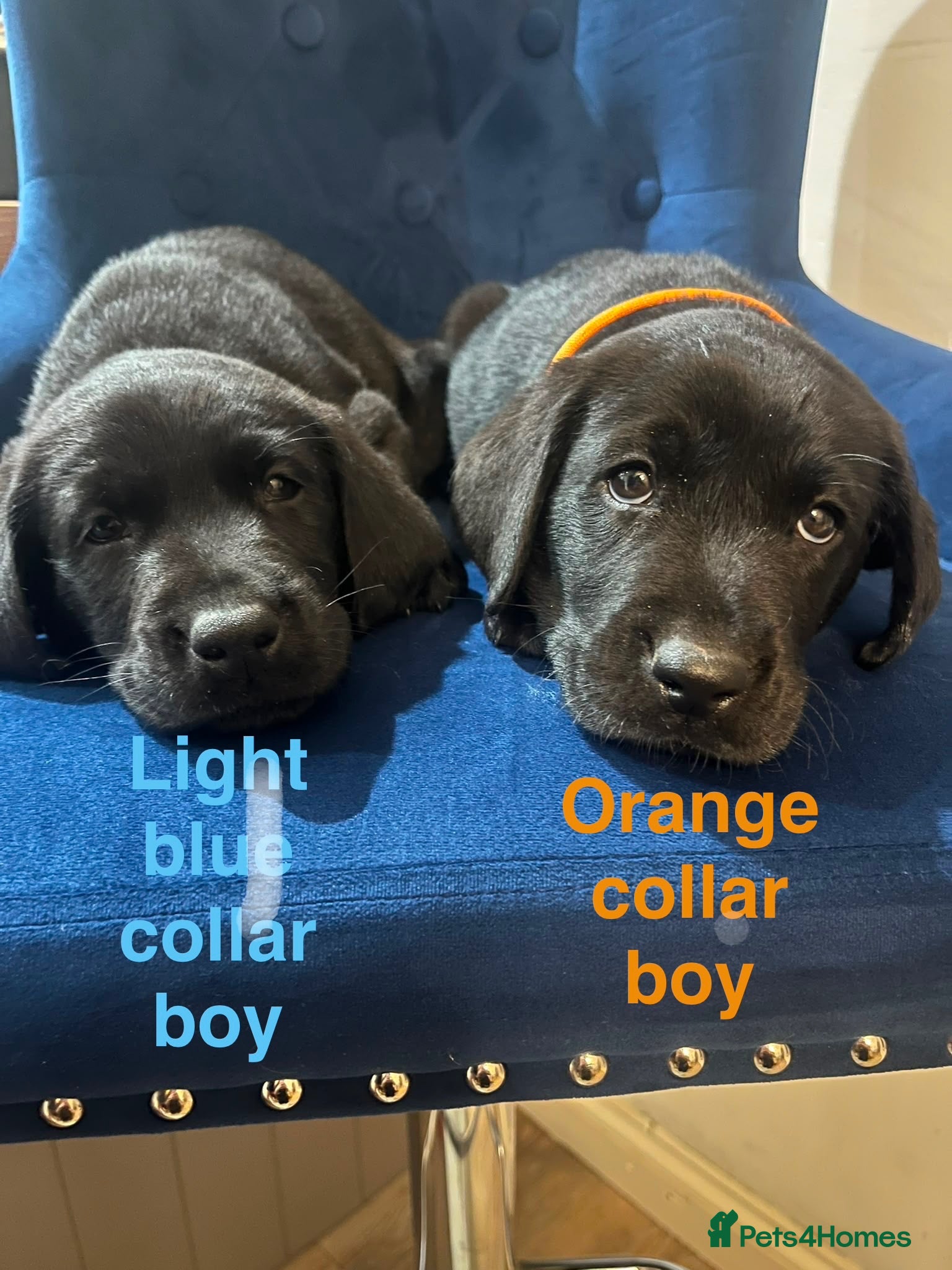 Labrador Retriever dogs Stunning Working Line Labrador Puppies - Advert 15