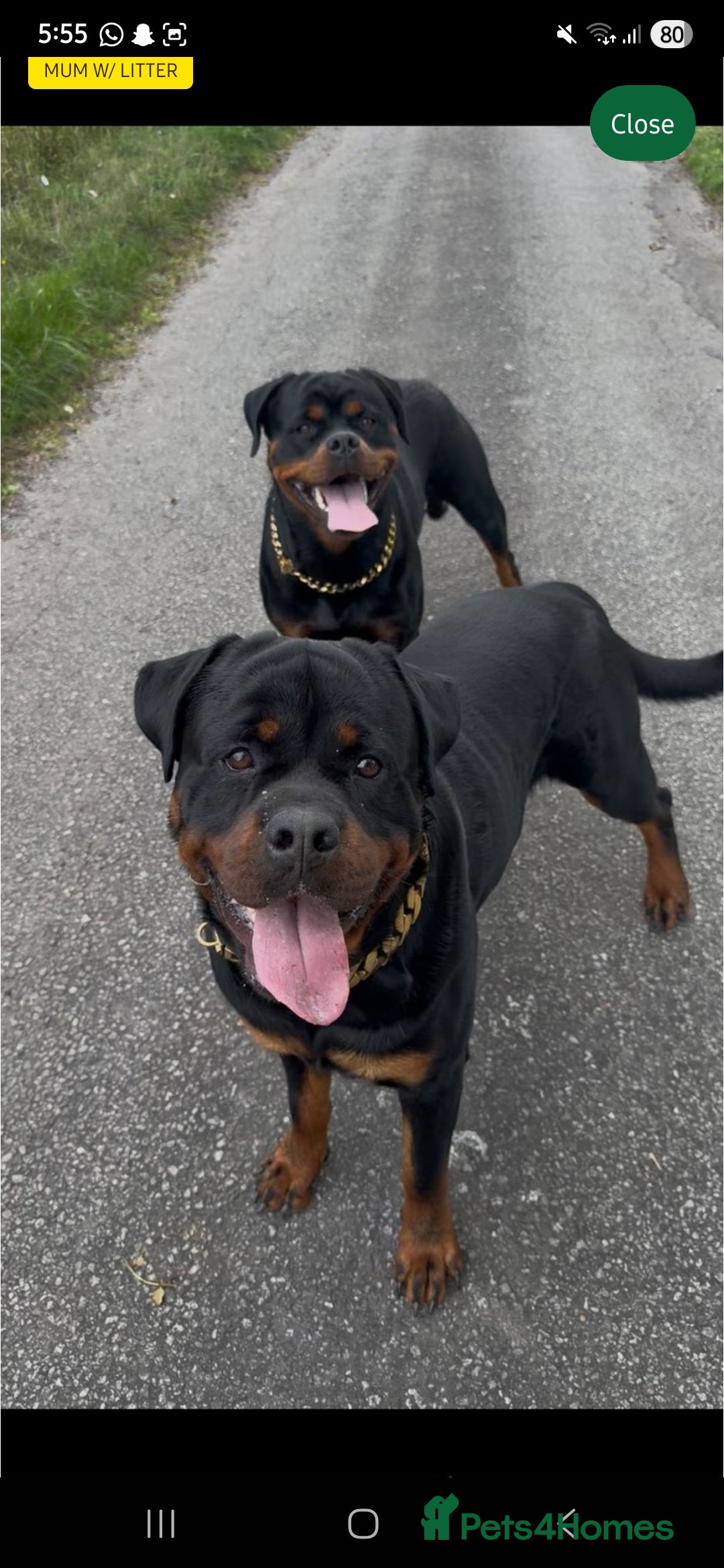 Rottweiler dogs Kc rottweiler  - Advert 1