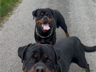 Rottweiler dogs Kc rottweiler - Advert 13