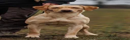 Labrador Retriever dogs for sale: KC Registered Working Labrador Retriever Puppies - Advert 1