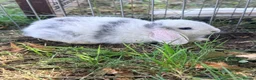 Mini Lop rabbits for sale: Pure Mini lops 6 weeks old - Advert 8