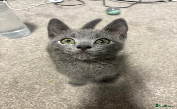 Russian Blue cats - Advert 15