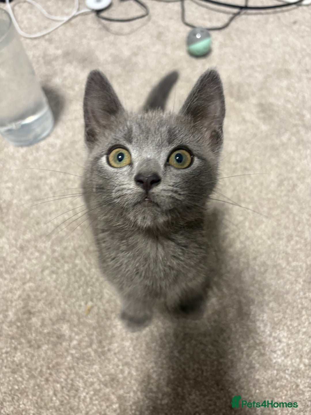Russian Blue cats for sale: Russian Blue Boy  - Image 1