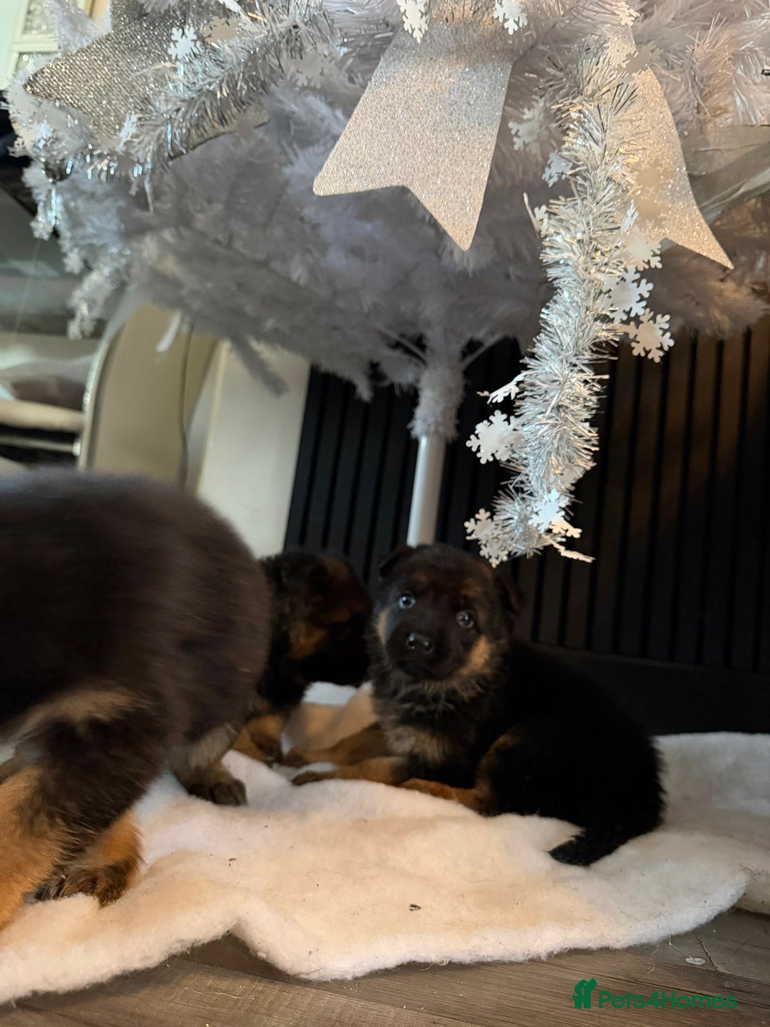 German Shepherd dogs for sale: German Shepard puppies  - Advert 3