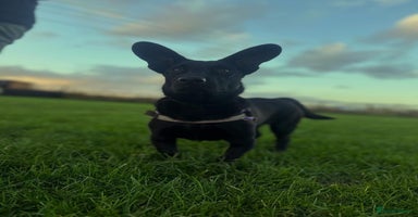 Dachshund dogs - Advert 1