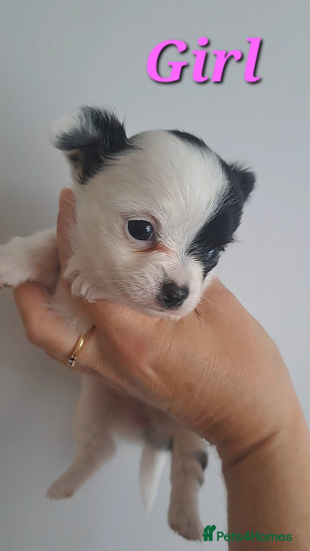 Chihuahua dogs for sale: Long Coat Chihuahua puppies - Image 11