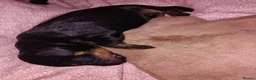 Mixed Breed dogs for sale: 5 beautiful dachshund cross brussels griffon pups  - Advert 5