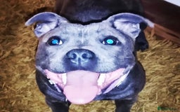 Staffordshire Bull Terrier dogs for sale: 4 Year Old Staffordshire Bull Terrier (Bitch) - Image 2