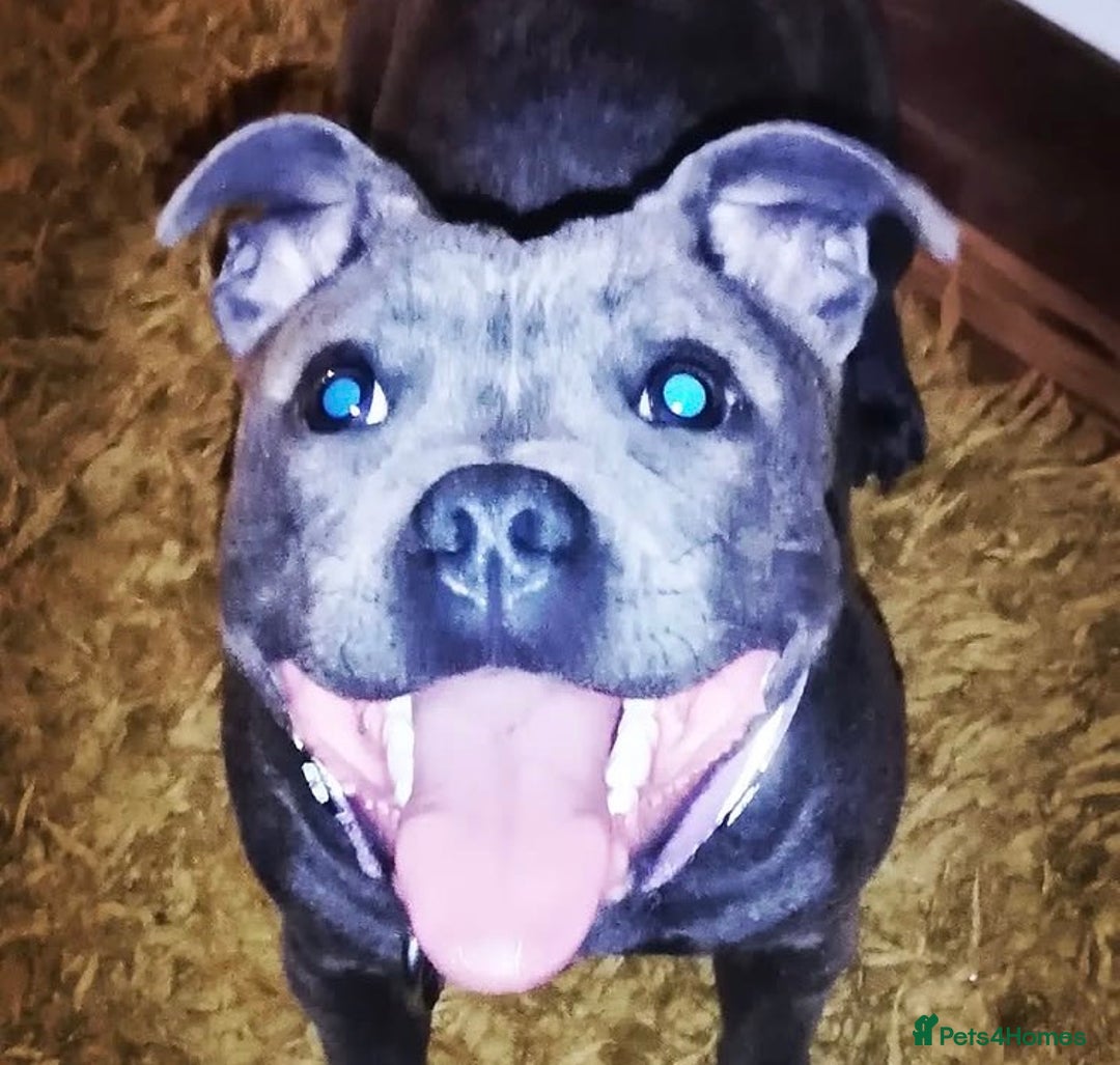 Staffordshire Bull Terrier dogs for sale: 4 Year Old Staffordshire Bull Terrier (Bitch) - Image 2
