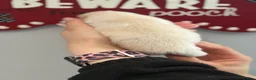Pomsky dogs for sale: Stunning F1B Pomsky Girls - Advert 4