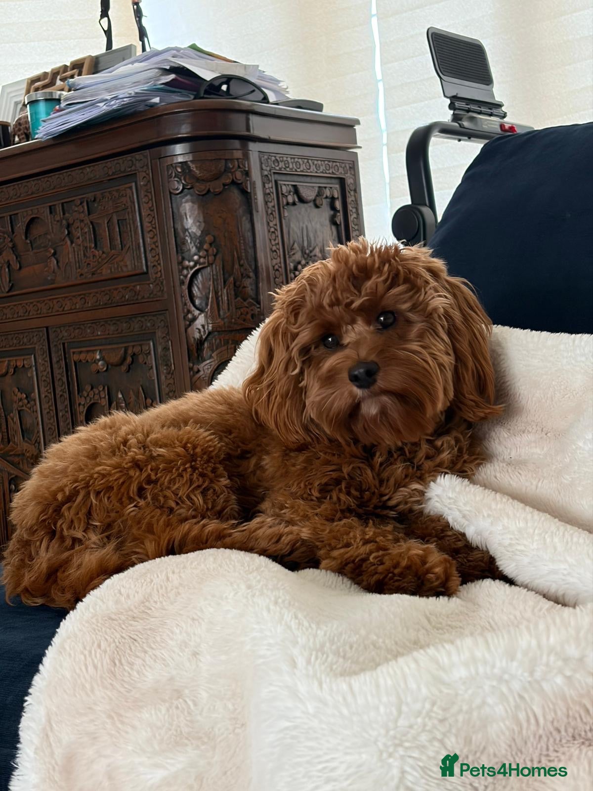 Cavapoo dogs Red toy Cavapoo puppies - Advert 1